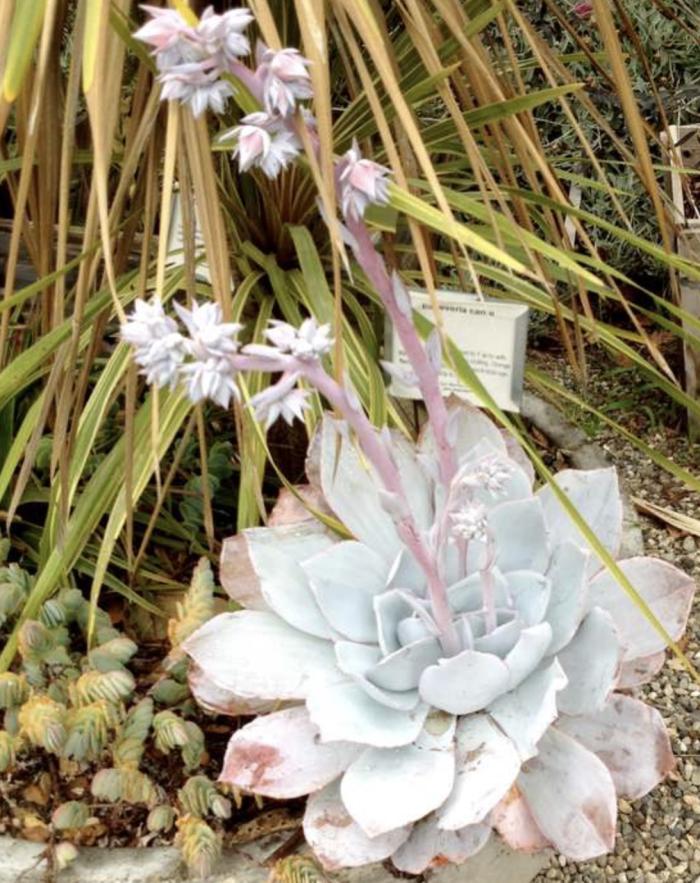Plant photo of: Echeveria cante