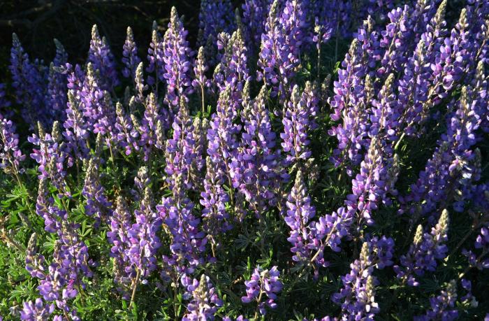 Plant photo of: Lupinus albifrons