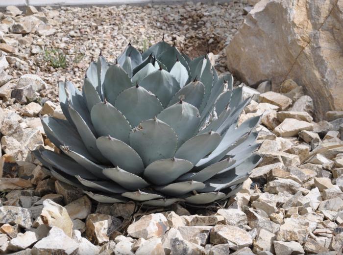 Plant photo of: Agave parryi 'Artichoke'
