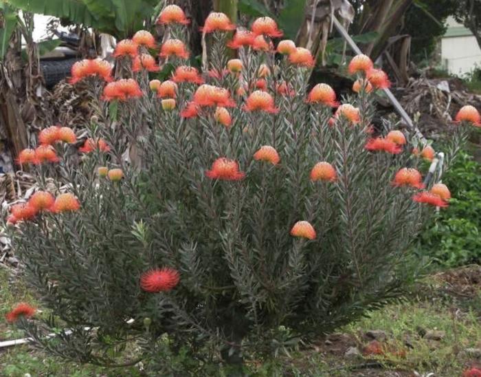 Plant photo of: Leucospermum 'Blanche Ito'