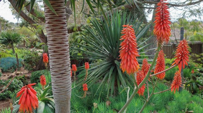 Plant photo of: Aloe cryptopoda