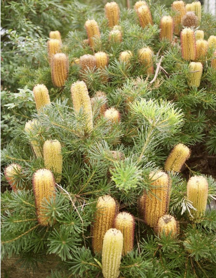 Plant photo of: Banksia spinulosa