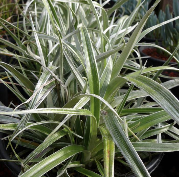 Plant photo of: Astelia banksii