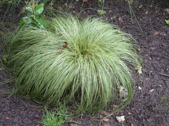 Plant photo of: Carex 'Frosty Curls'