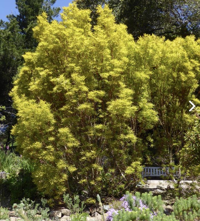 Leucadendron eucalyptifolium