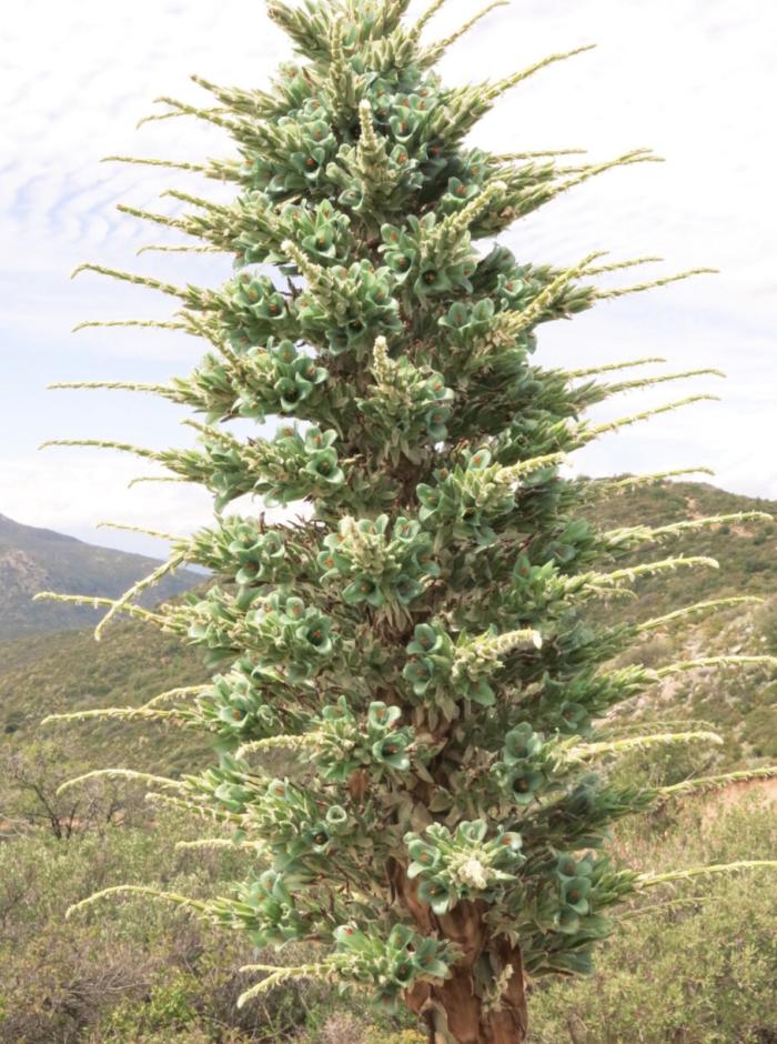 Plant photo of: Puya alpestris ssp. zoellneri