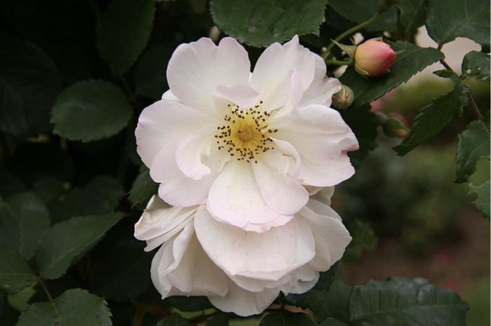 Rosa 'Penelope'