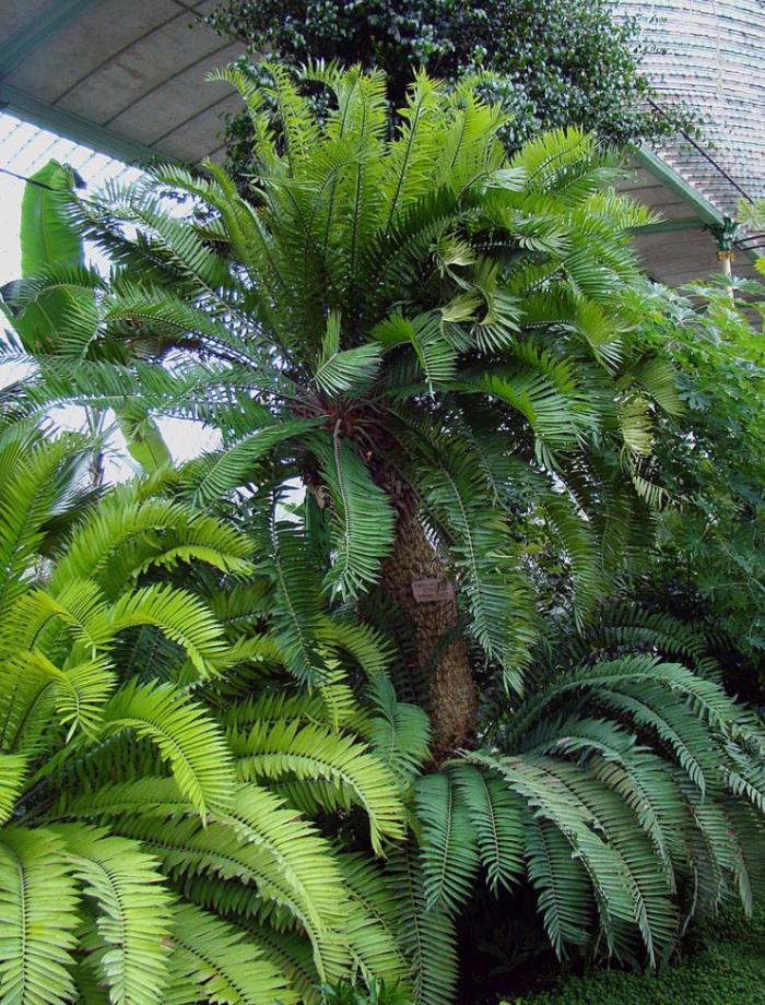 Plant photo of: Encephalartos altensteinii