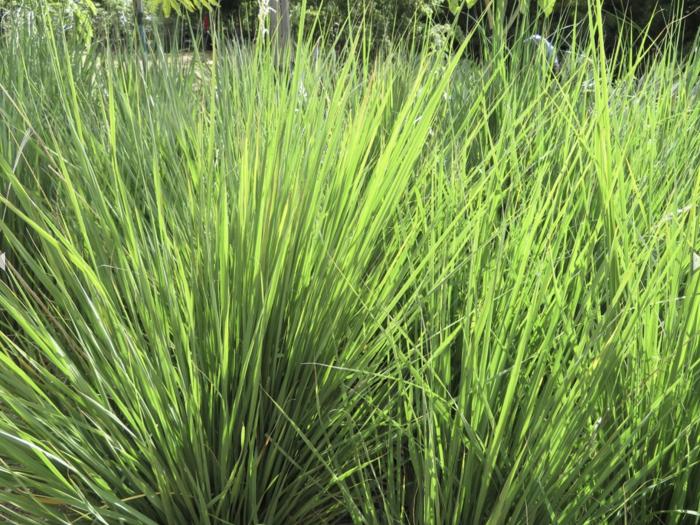 Plant photo of: Miscanthus capensis