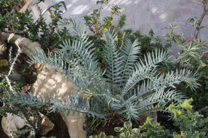 Plant photo of: Encephalartos horridus