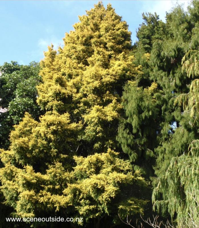 Podocarpus totara 'Aurea'