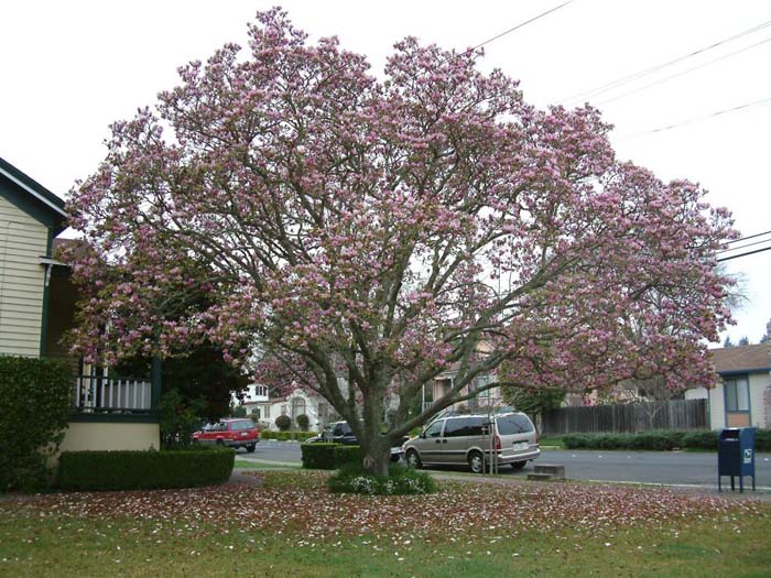 Plant photo of: Magnolia soulangiana