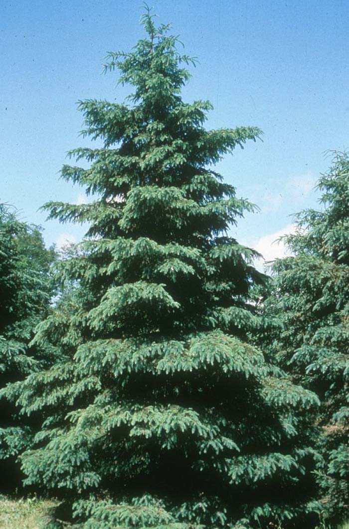 Plant photo of: Picea glauca