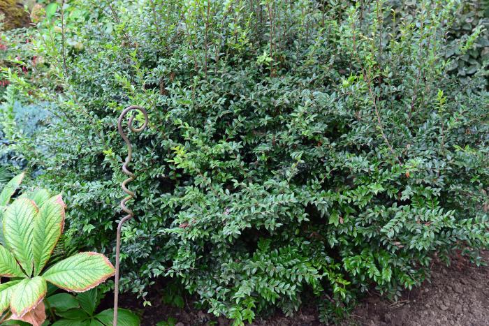 Evergreen or Wild Huckleberry