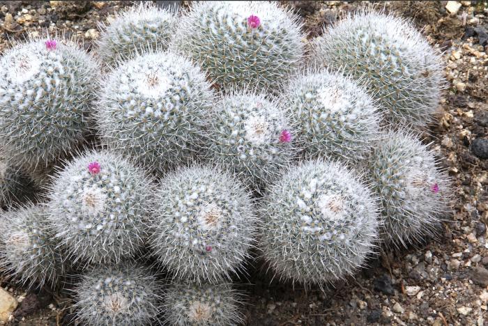 Twin-spined Cactus