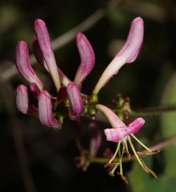 Plant photo of: Lonicera hispidula