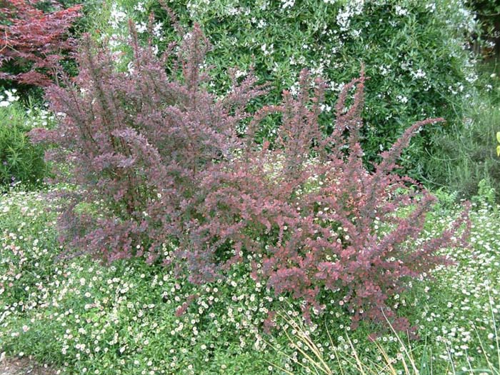 Plant photo of: Berberis thunbergii 'Atropurpurea Nana'