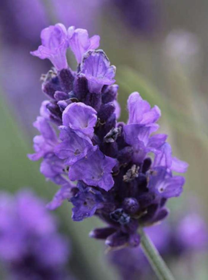 Plant photo of: Lavandula angustifolia 'Twickel Purple'