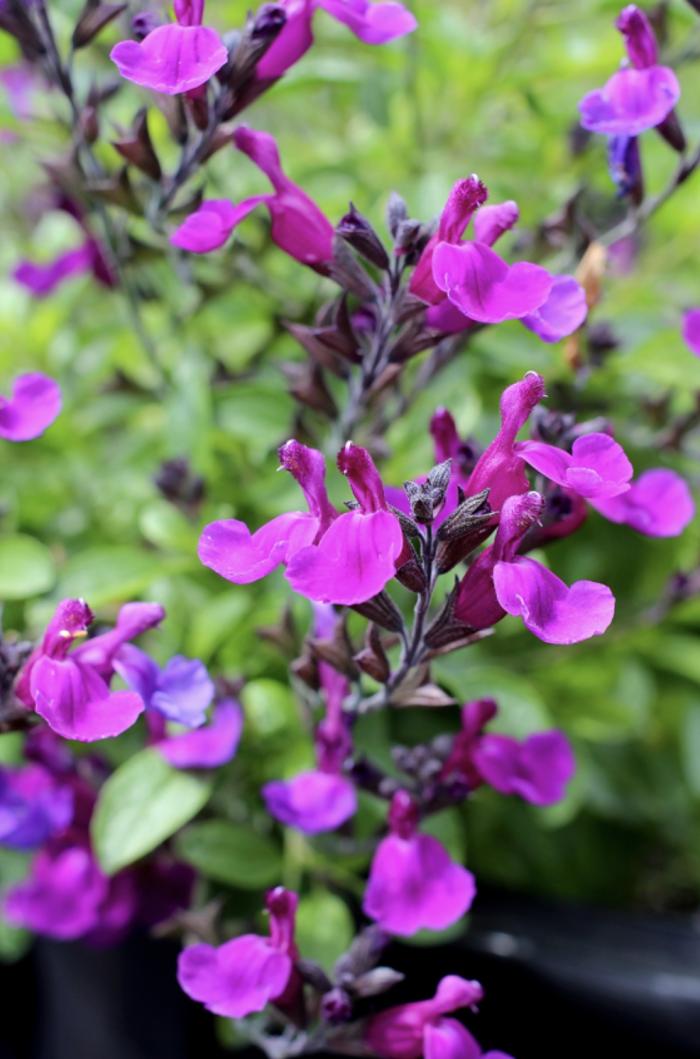 Plant photo of: Salvia x jamensis ‘Ignition Purple’