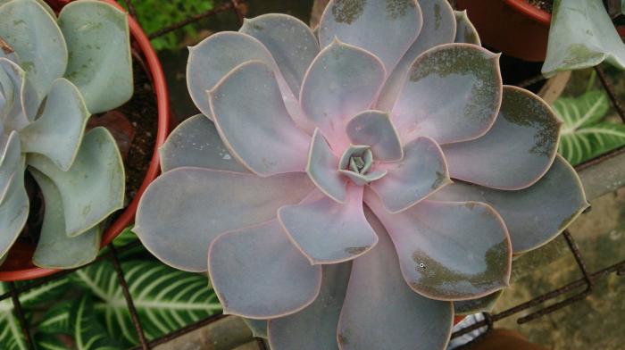 Plant photo of: Echeveria 'Perle Von Nurnberg'