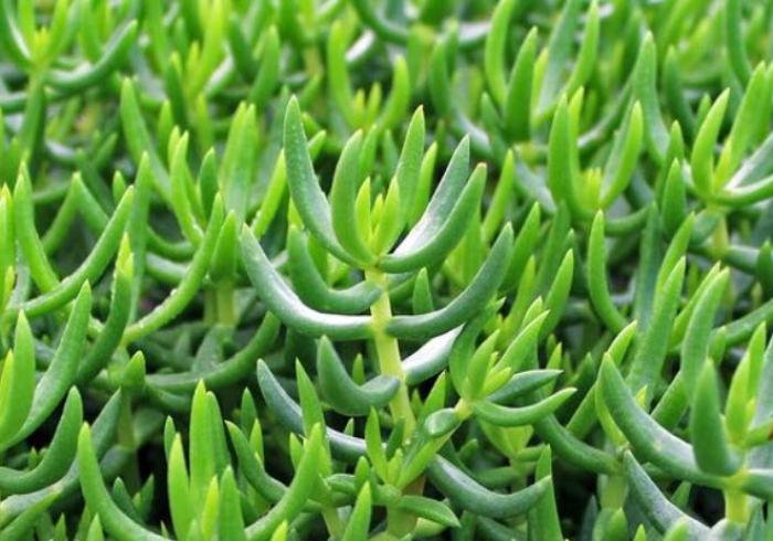 Plant photo of: Crassula tetragona