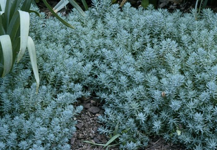 Plant photo of: Sedum reflexum 'Blue Spruce'