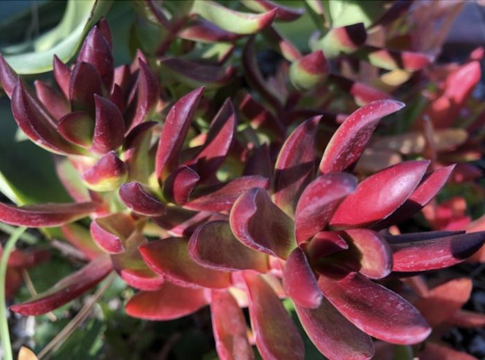 Plant photo of: Crassula platyphylla ‘Burgundy’