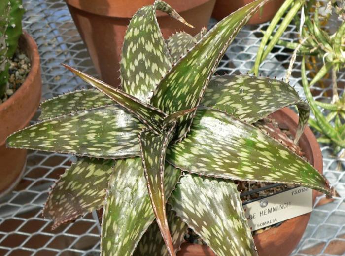 Plant photo of: Aloe hemmingii
