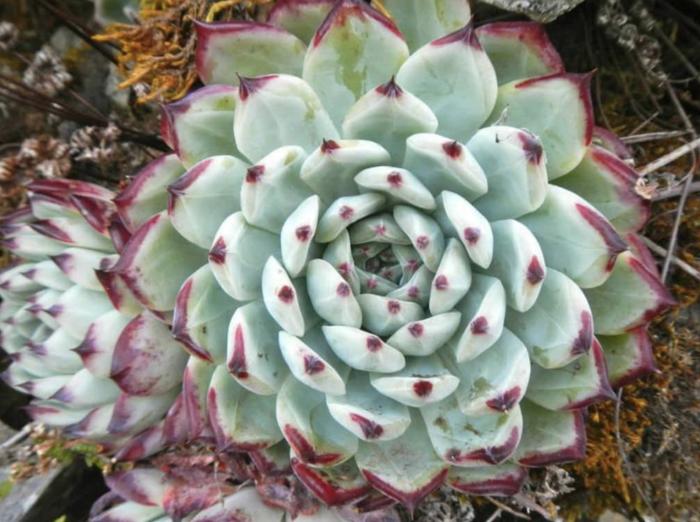 Plant photo of: Echeveria colorata