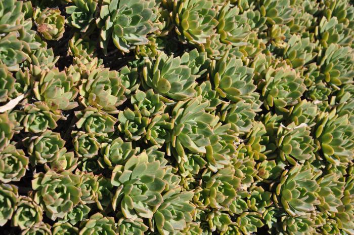 Plant photo of: Aeonium decorum