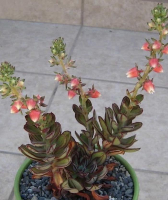 Plant photo of: Echeveria nodulosa