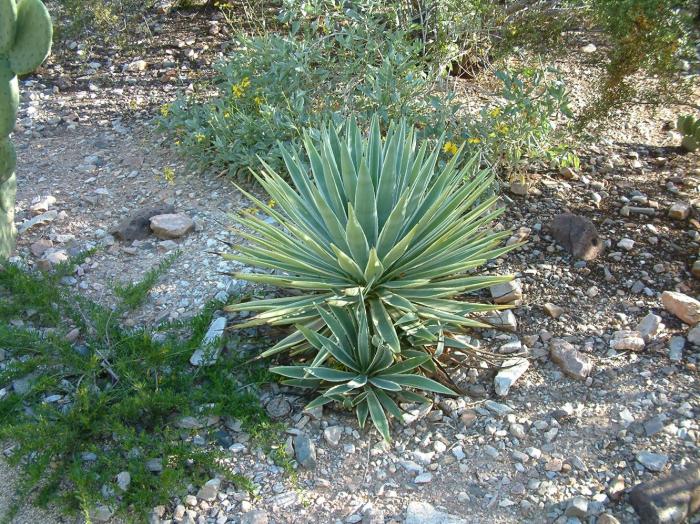 Plant photo of: Agave angustifolia v. marginata