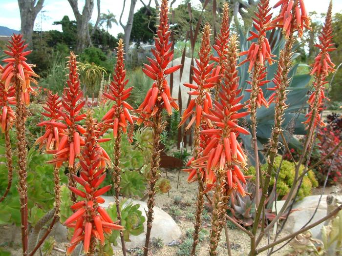 Plant photo of: Aloe wickensii