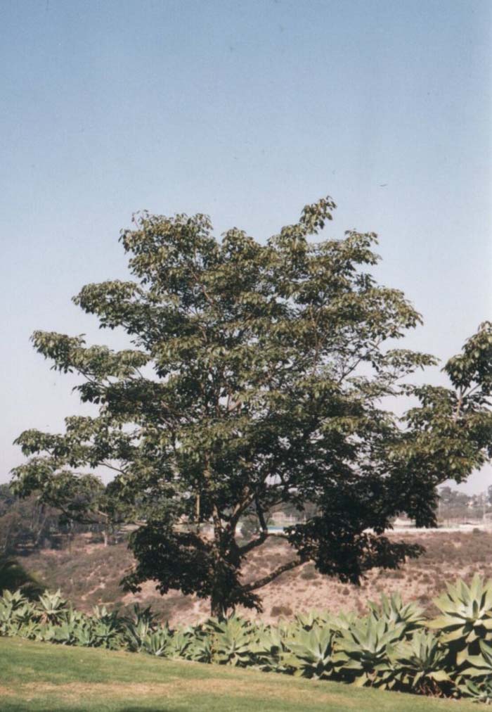Plant photo of: Tabebuia avellanedae