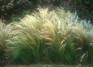 Mexican Feather Grass, Needlegrass