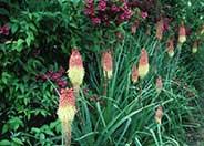 Red-Hot Poker, Torch Lily