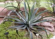 Octopus Agave