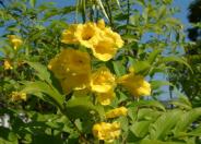 Yellow Trumpetbush; Yellow Bells