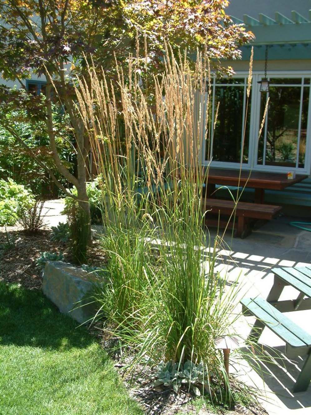 Grasses Next to Patio