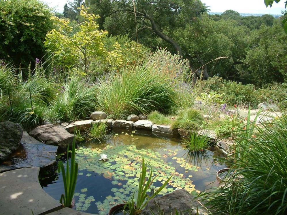 One-Lotus Pond