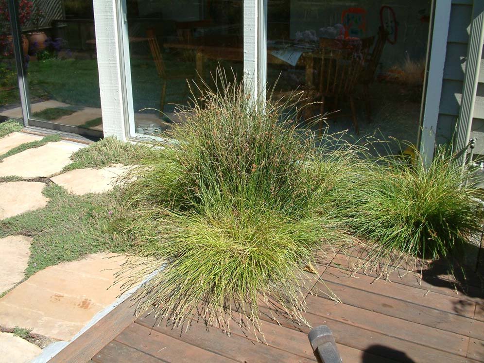 Grasses Creeping onto Deck