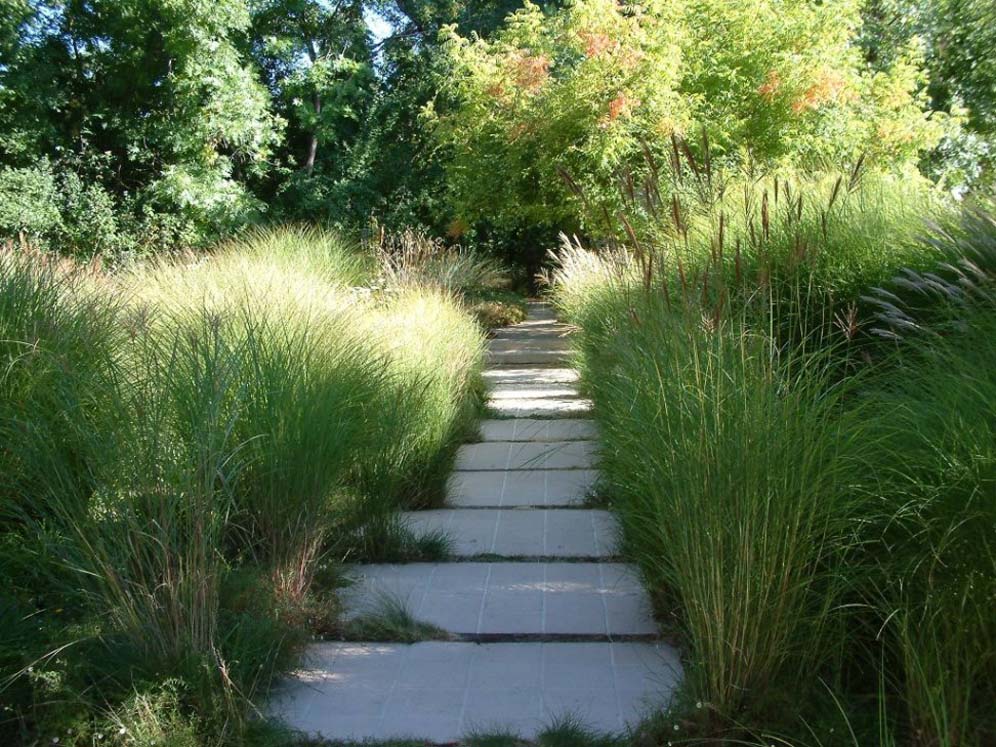 Steps Lined With Grasses