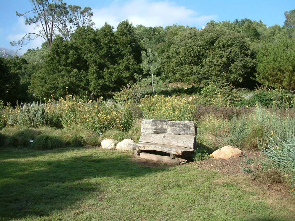 Rustic Bench in Meadow