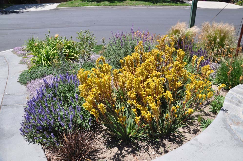 Perennial Bed