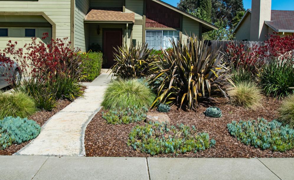 Flax and Kangaroo Paws