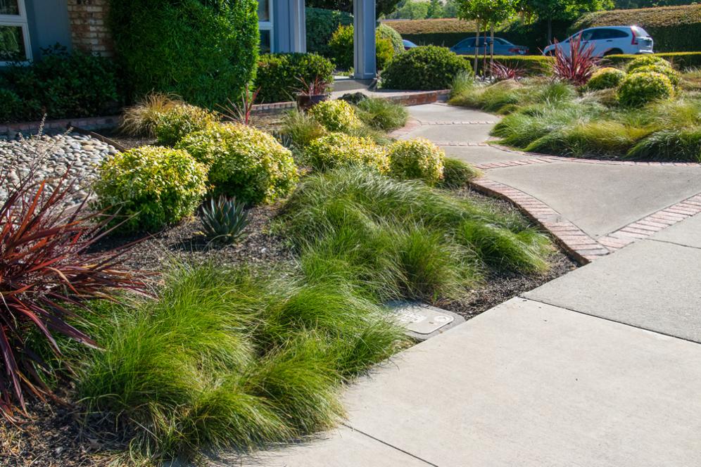 Waving Grasses