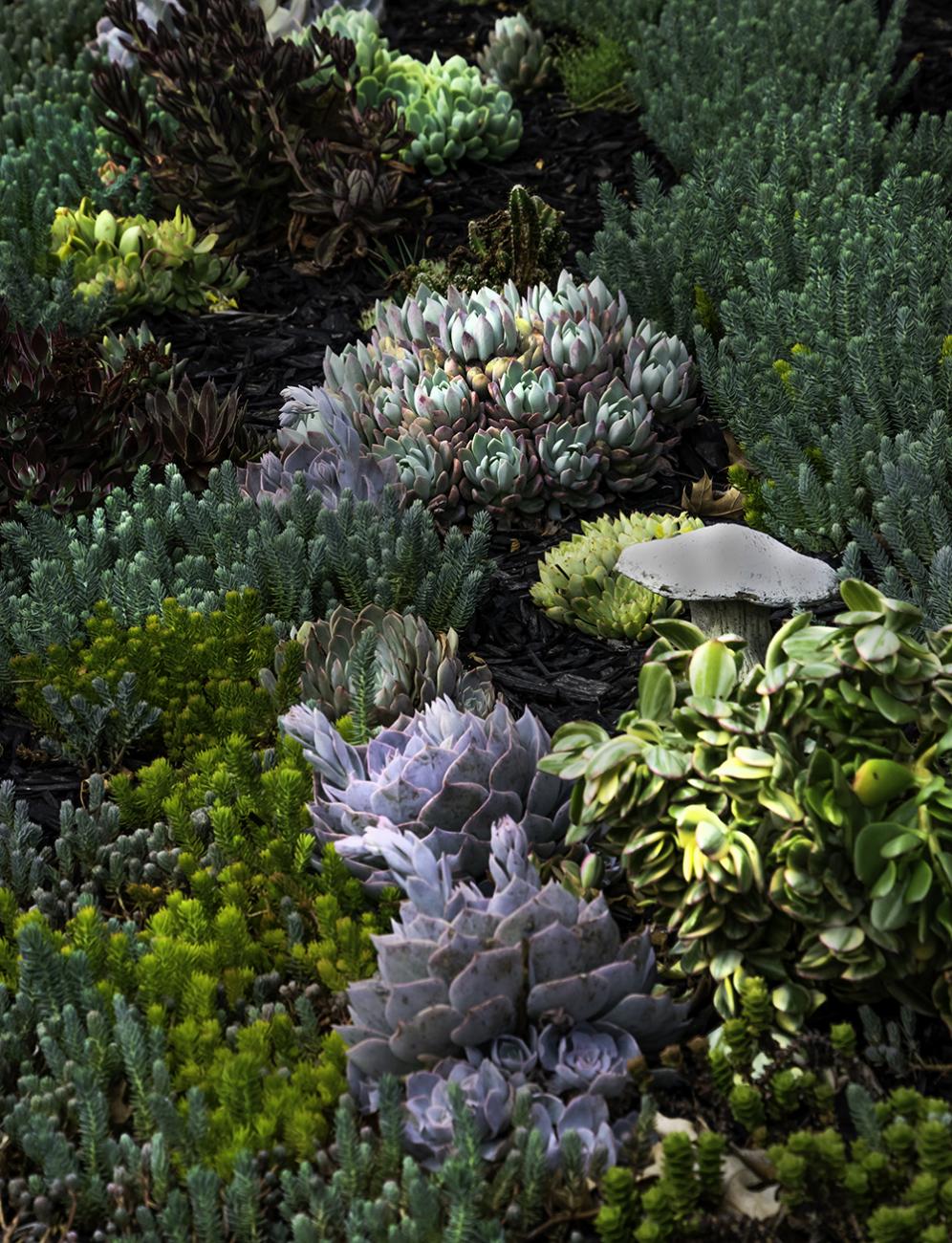 Dappled Shade for Succulents
