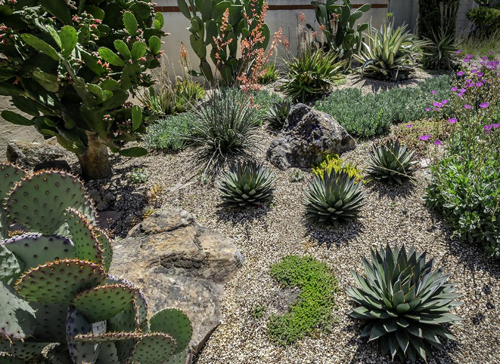Cactus and Succulent Mix Front Yard