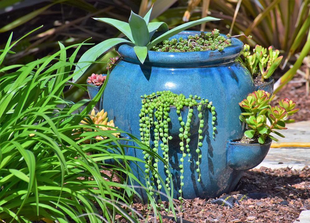 Blue Pot Garden