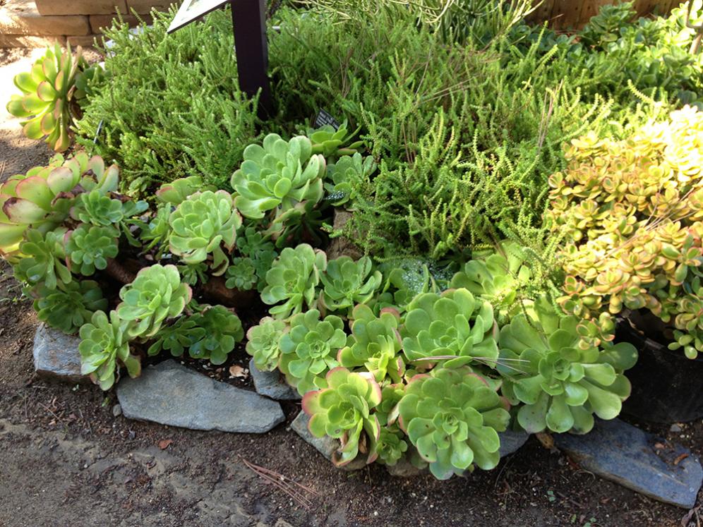 Aeonium Edging